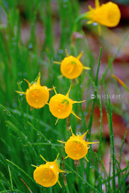 水仙/裙水仙花/钩裙水仙花